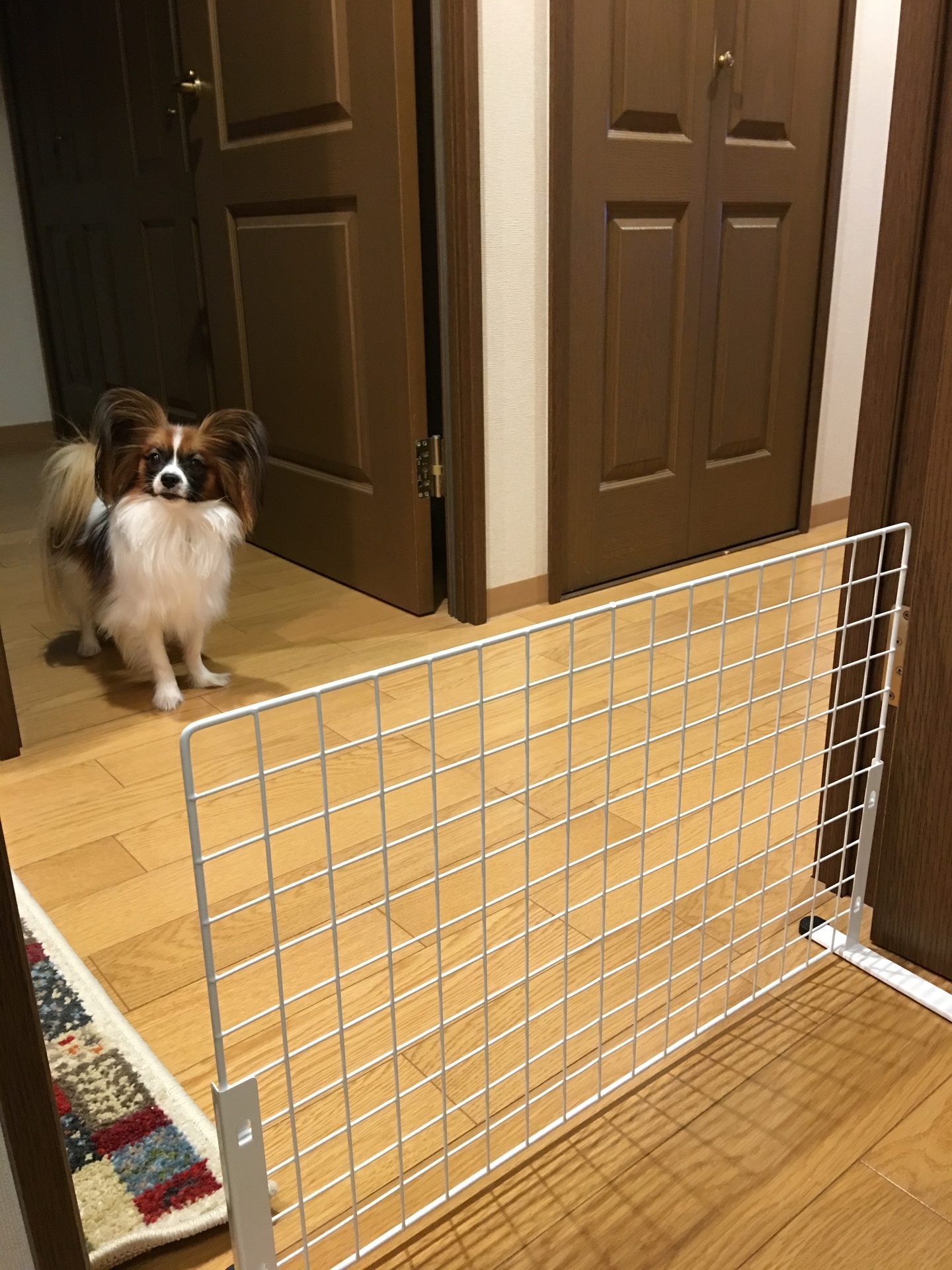 犬のゲートを買おうと思ったけど あさは私のビタミン