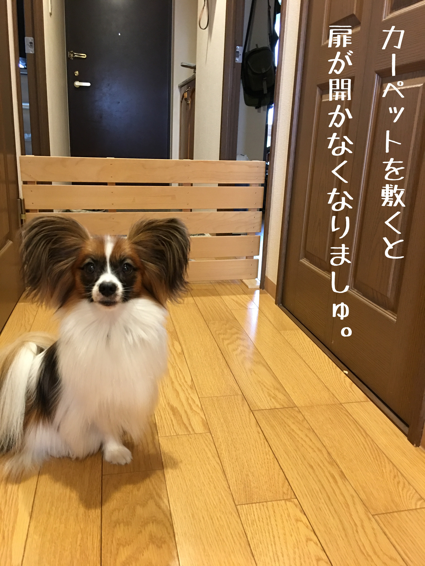 フローリングが滑るので 犬の行動範囲が狭まっています あさは私のビタミン